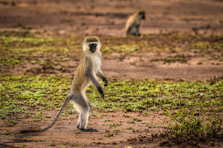 061 Masai Mara, vervet.jpg